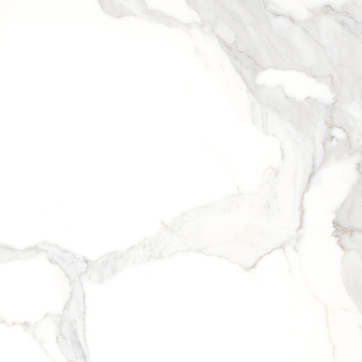 Calacatta Calacatta 12x12 Field Tile Honed Rectified